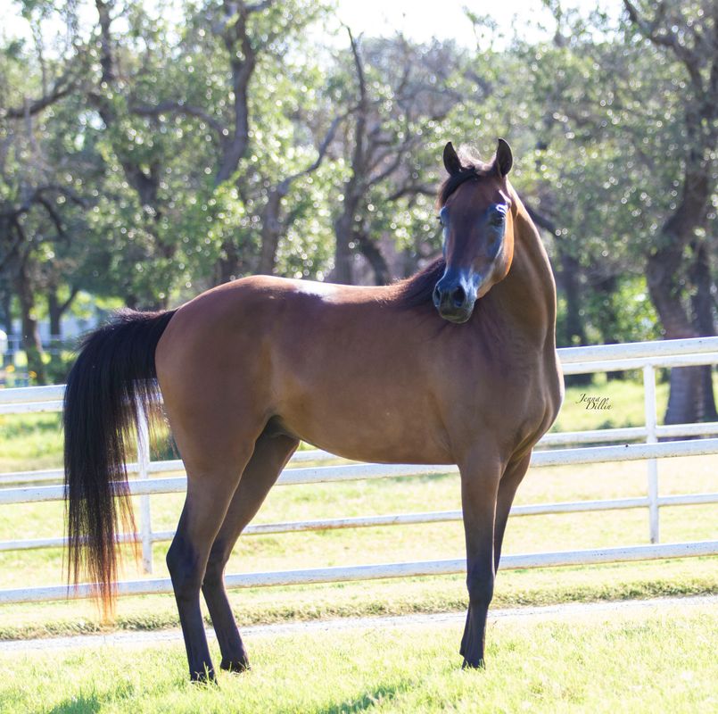 Purebred Gelding Sales